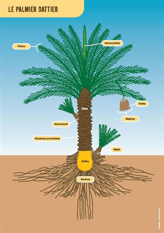 Morphometry date palm